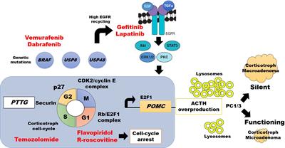 Recent Understanding and Future Directions of Recurrent Corticotroph Tumors